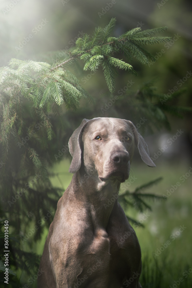 Weimaraner dog Weimaraner dog