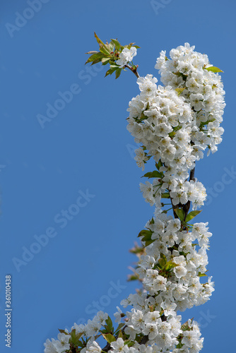 cherry blossom on blue sky