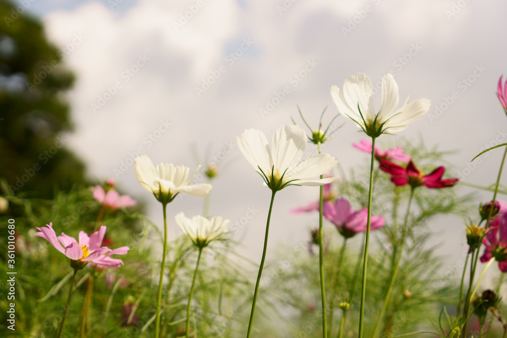 White and pink petals of Cosmos flower blooming in garden White and pink petals of Cosmos flower blooming in garden