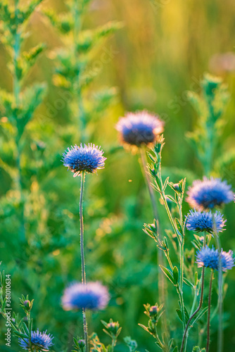 summer filed with nice flowers