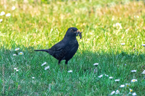 blackbird eating a caterpillar in the meadow