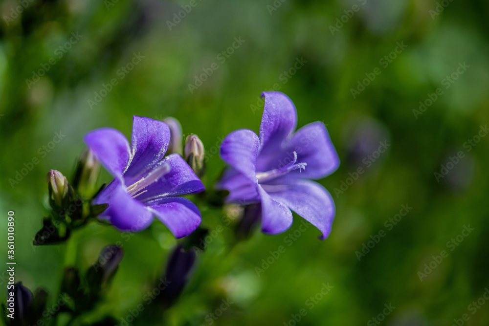 blue spring flowers blue spring flowers