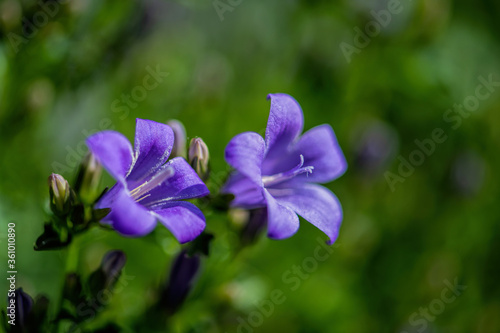 blue spring flowers