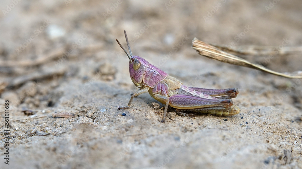 Nahansicht eines pink gelben Grashüpfers Nahansicht eines pink gelben Grashüpfers