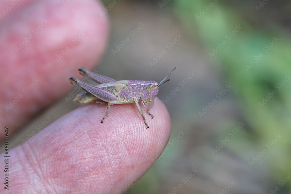 Pink gelber Grashüpfer sitzt auf einen Finger Pink gelber Grashüpfer sitzt auf einen Finger