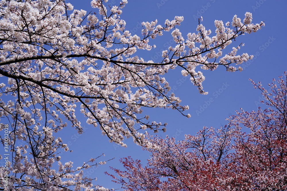 日本の満開の桜