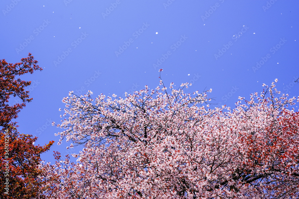 青空に花びらが舞う桜吹雪 Stock Photo Adobe Stock