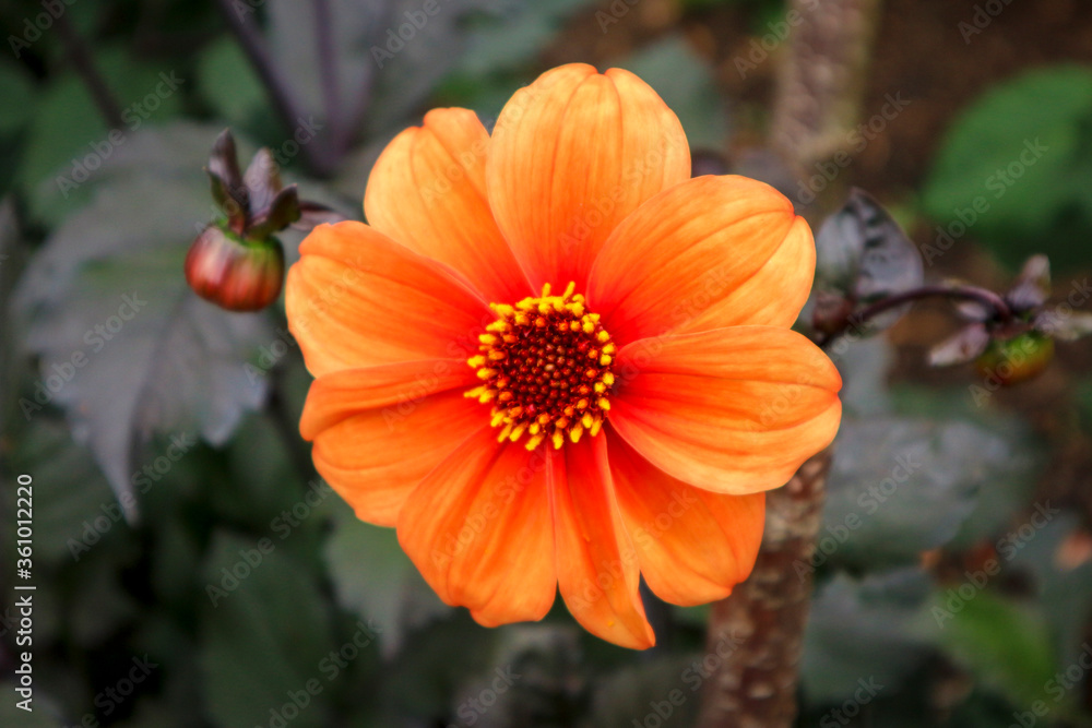 An orange dahlia in full bloom in an an english summer garden An orange dahlia in full bloom in an an english summer garden