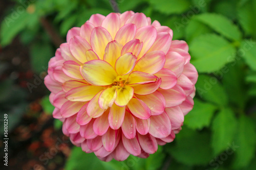 A yellow and pink dahlia in full bloom in an an english summer garden 