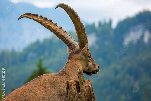 Steinbock - Hörner - Kopf - Blick