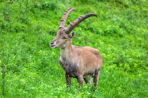 Steinbock - Alpen - jung - Wiese