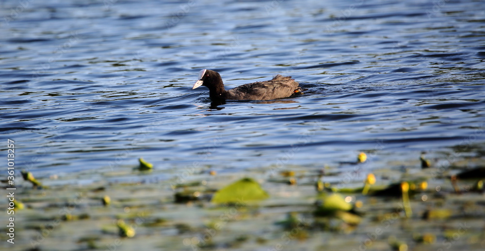 Eurasian coot called Common coot also, Fulica astra in Latin, in water Eurasian coot called Common coot also, Fulica astra in Latin, in water