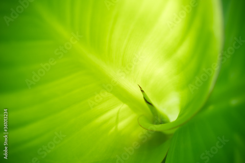 Green leaf nature on blurred greenery background. Beautiful leaf texture in sunlight. Natural background. close-up of macro with copy space for text.