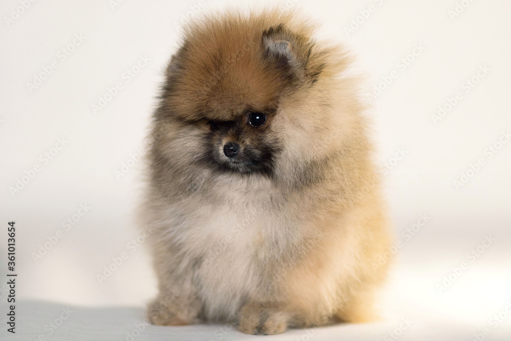 pomeranian puppy dog pomeranian puppy dog