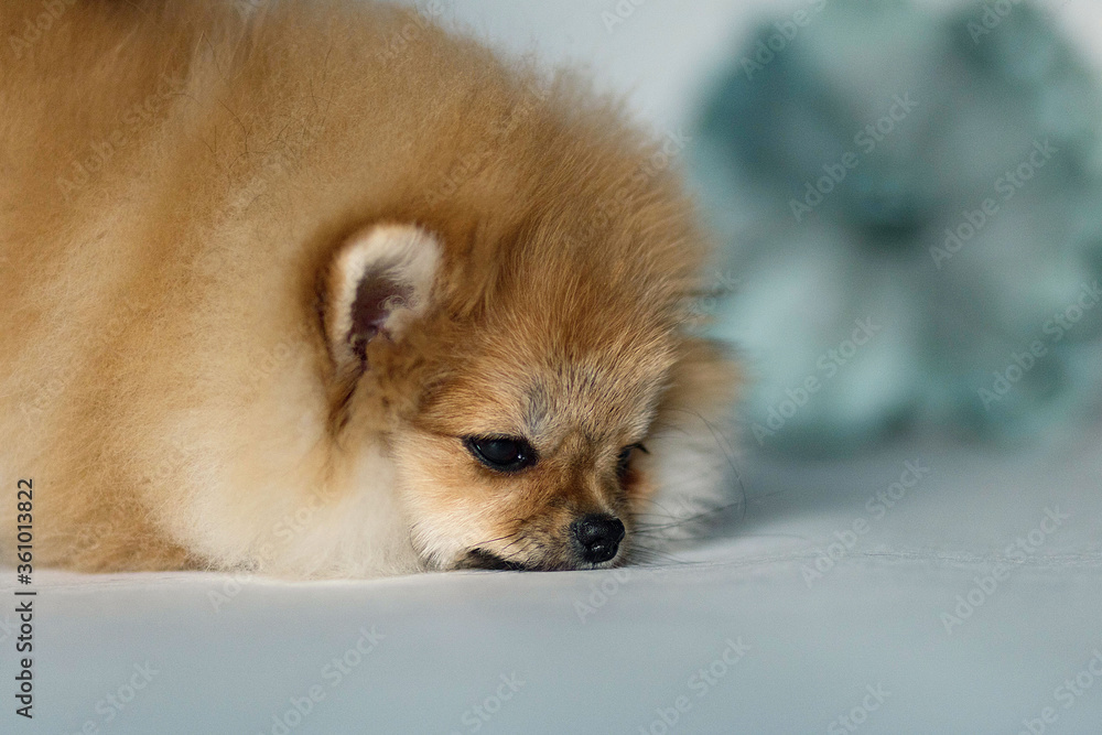 pomeranian dog portrait pomeranian dog portrait