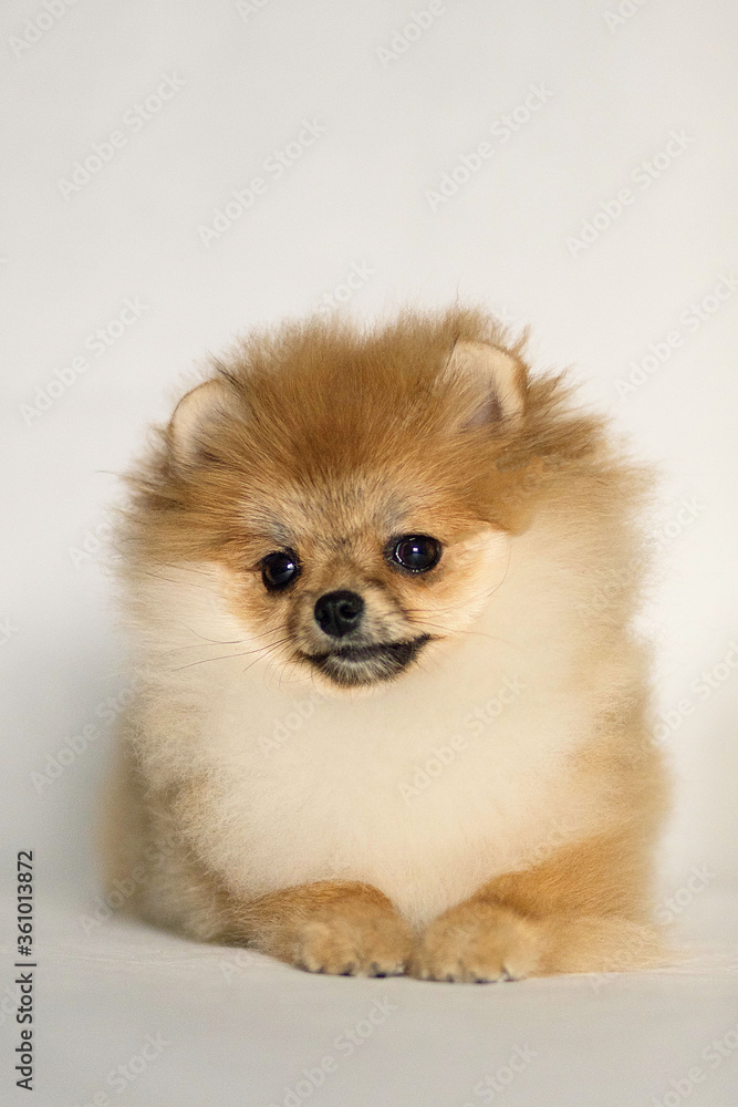 pomeranian spitz puppy pomeranian spitz puppy