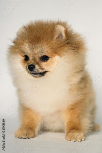 pomeranian puppy dog