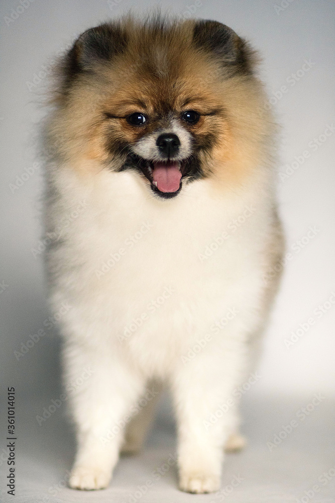pomeranian dog portrait pomeranian dog portrait