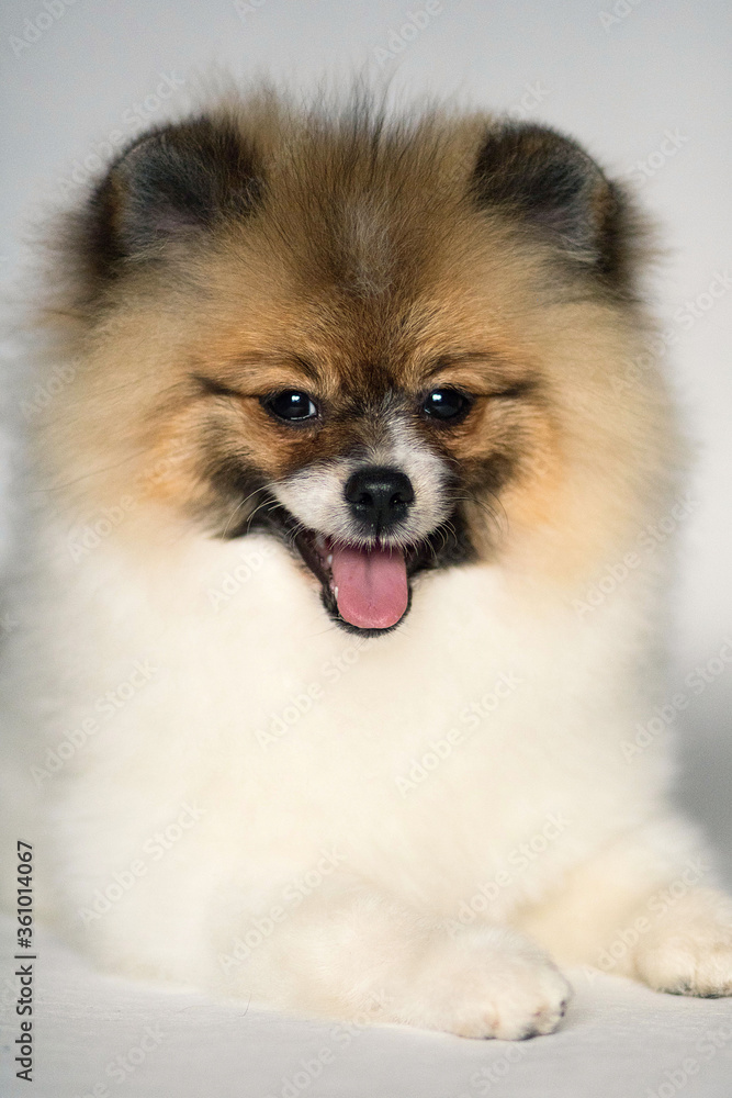 pomeranian spitz puppy