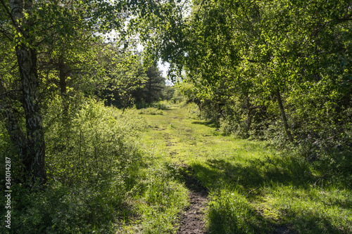 Cattle path in a lush foliage