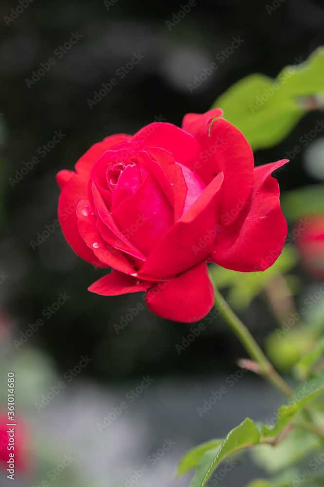 A horizontal shot of a red garden rose surrounded by greenery under the sunlight with a blurry background