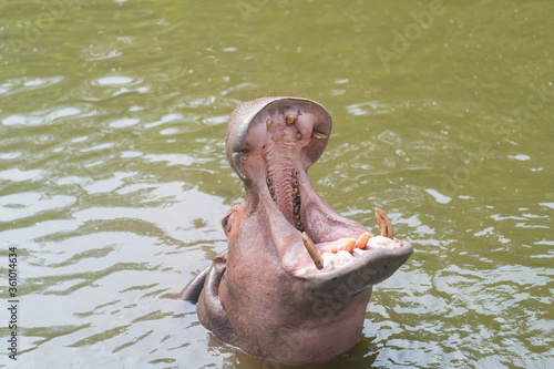 Hippo with open muzzle, African Hippopotamus animal in the nature water habitat.