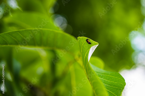 Small beetle on the leaf of a walnut tree