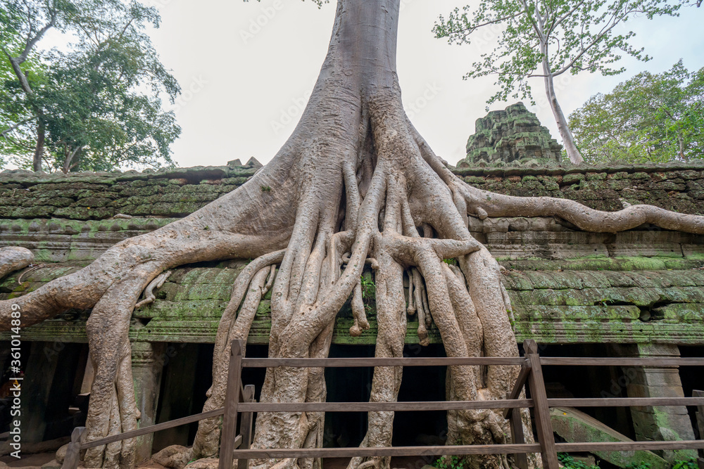 tree roots cover a historic Khmer temple in  Angkor Wat, Cambodia