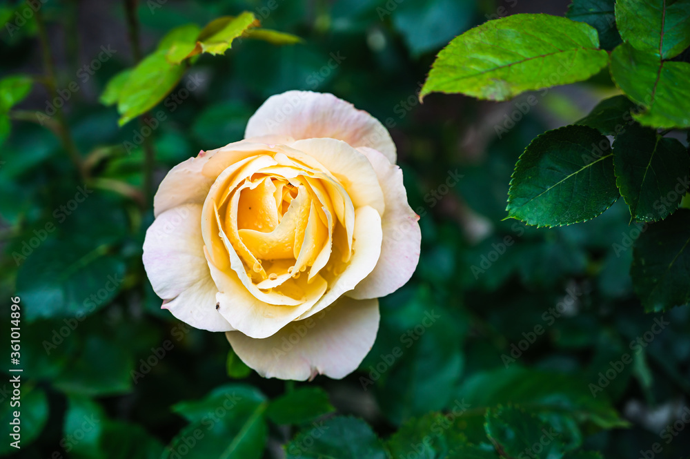 A vertical shot of a white garden rose surrounded by greenery under the sunlight with a blurry background A vertical shot of a white garden rose surrounded by greenery under the sunlight with a blurry background
