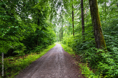 A beautiful view of a dirt road through the green forest in summer