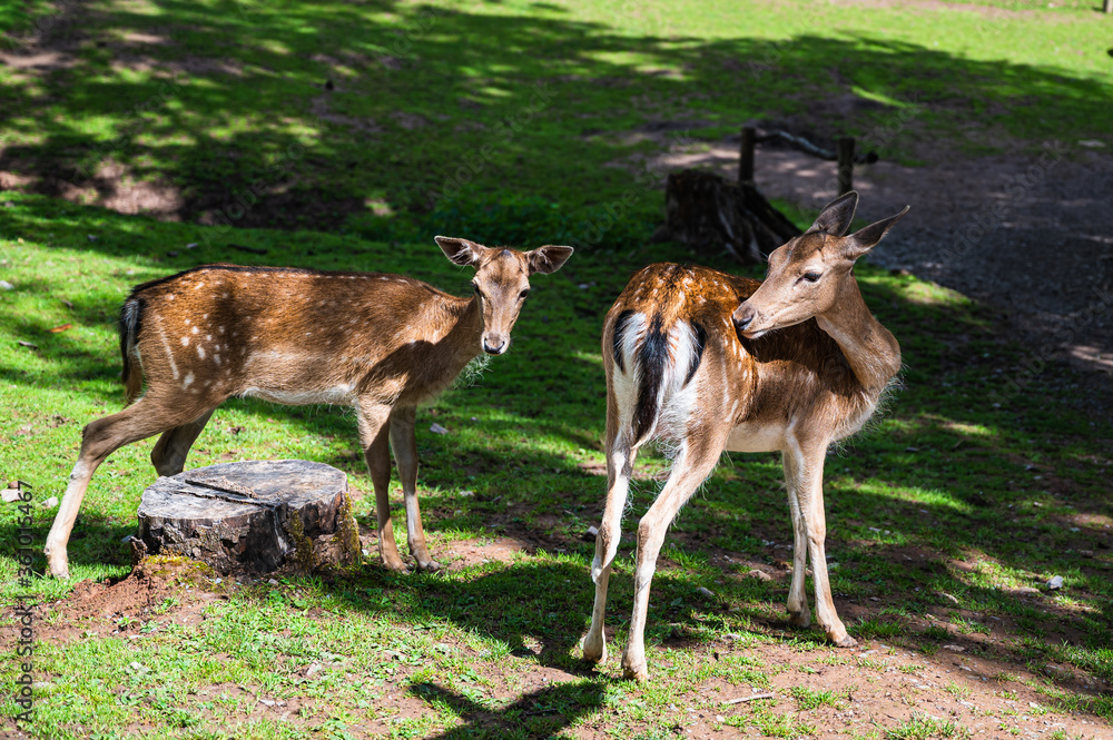 A closeup shot of young spotted fallow deers in a natural environment A closeup shot of young spotted fallow deers in a natural environment