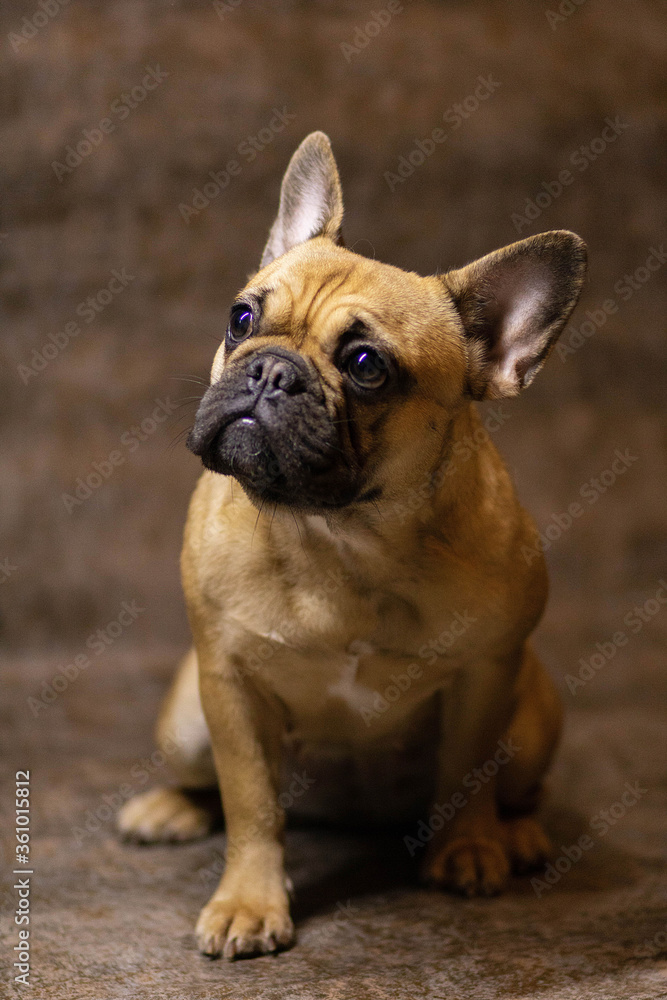 french bulldog puppy on white