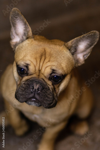 french bulldog puppy © Катя Вечорко