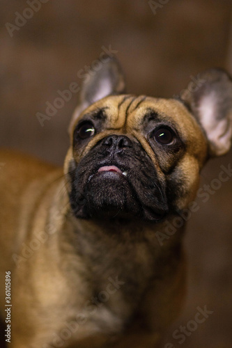 french bulldog portrait © Катя Вечорко