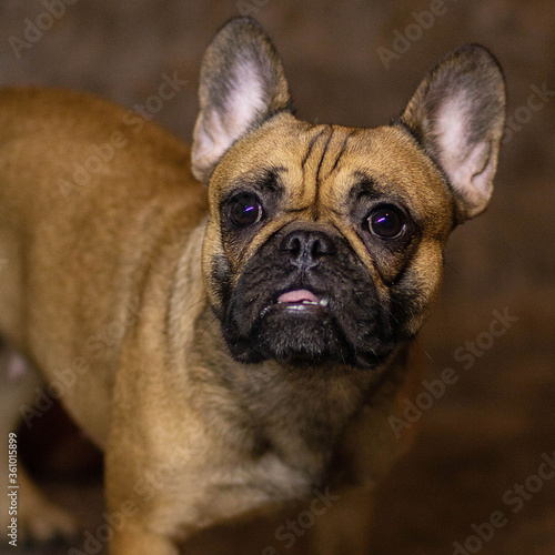 french bulldog portrait © Катя Вечорко