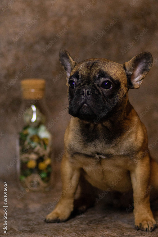 Obraz premium french bulldog puppy