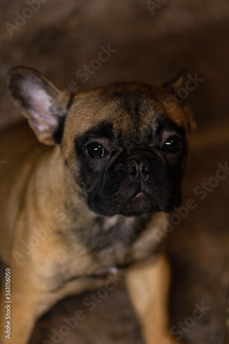 french bulldog portrait © Катя Вечорко