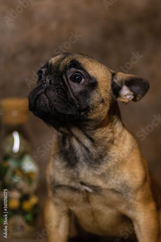 english bulldog puppy © Катя Вечорко