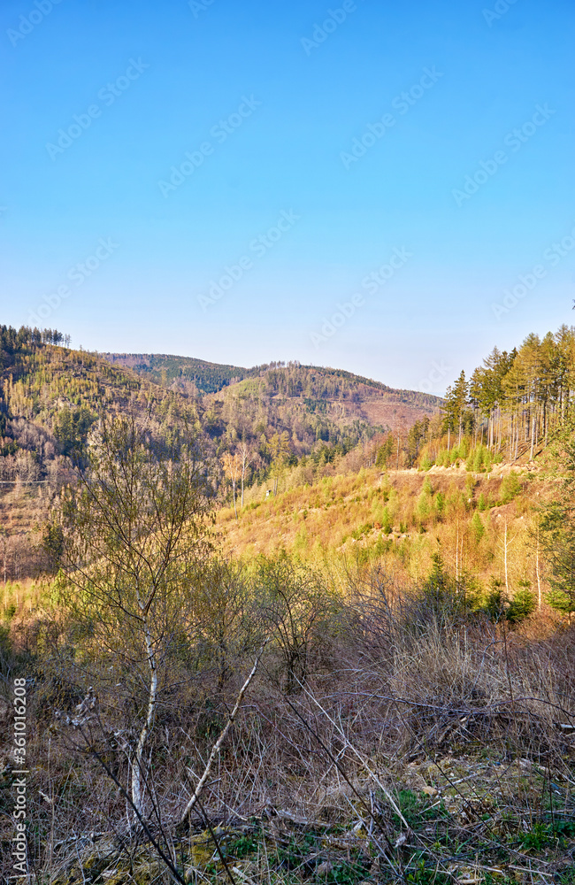 Fototapeta premium Wood in the mountains with trees in the forest under a blue sky.