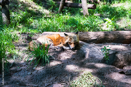 A closeup shot of a cute fox lying on the ground in a zoo on a sunny day