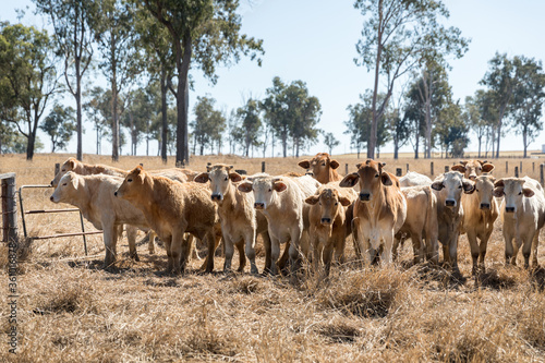 A herd of cows in a paddock.