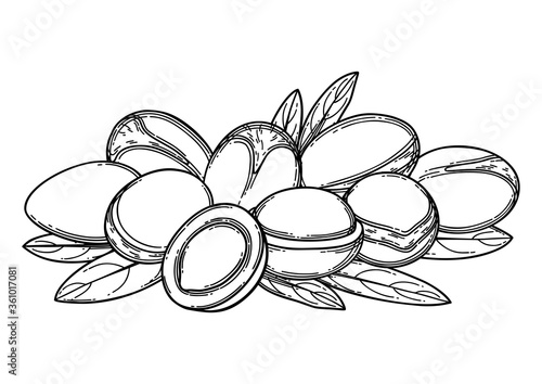 A bunch of graphic argan fruits. Vector botanical design