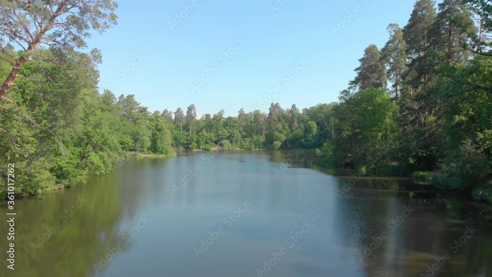 Pine forest and lake aerial flying view green tree over water seagulls birds rises drone up camera movement Pine forest and lake aerial flying view green tree over water seagulls birds rises drone up camera movement