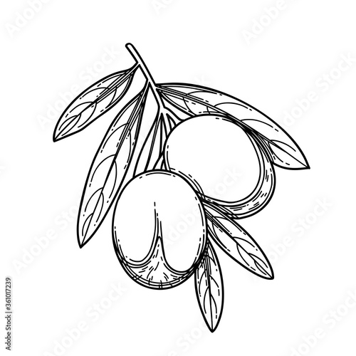 Graphic argan branch isolated on white background