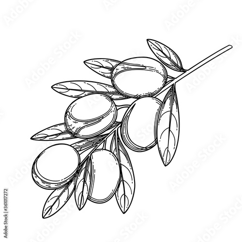 Graphic argan branch isolated on white background