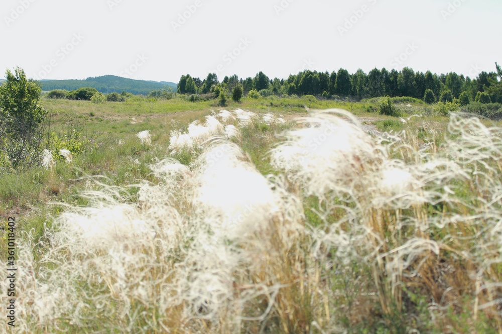 Fototapeta premium sheep in the field