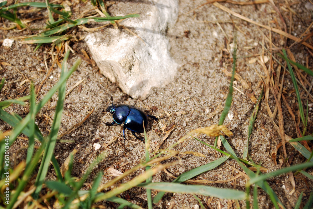 Spring black and blue beetle on sand or soil with limestone parts. 