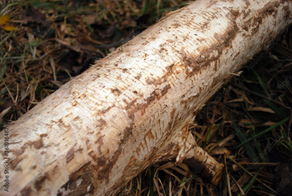 trunk of tree bitten by beaver in natural environment. Wild life proof. trunk of tree bitten by beaver in natural environment. Wild life proof.