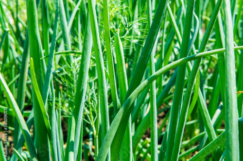 Green onion grows on a bed close-up