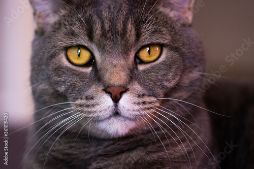 A grey Scottish cat looks at the camera.Muzzle close-up and big eyes.Pets.